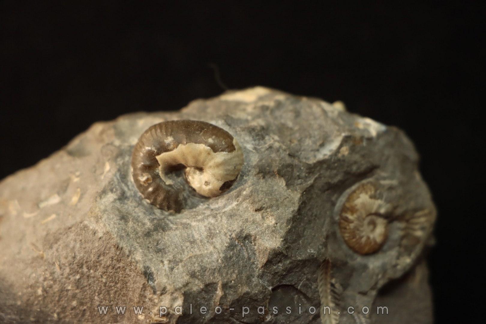 Scaphites Laruaeformis And Collignoniceras Wollgari Turonian South