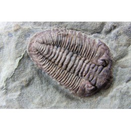 Ormathops cf. clariondi