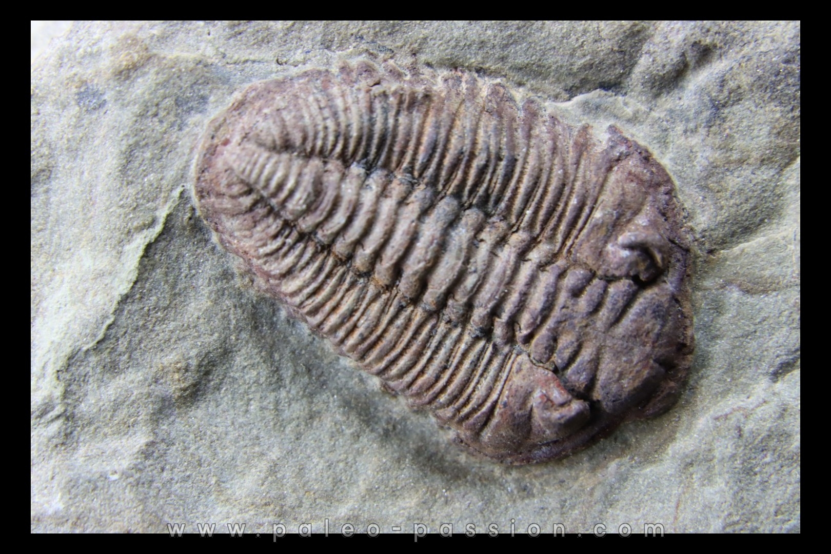 Ormathops cf. clariondi