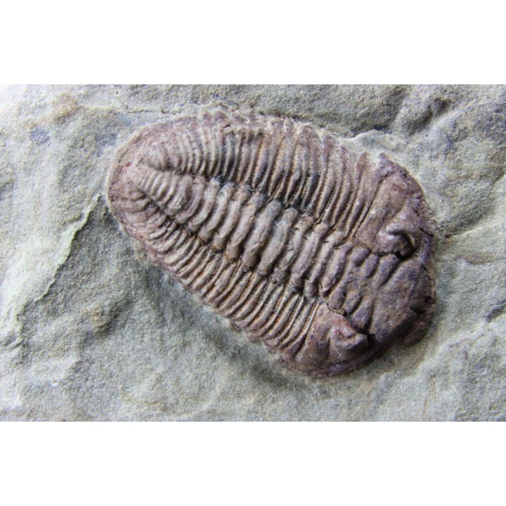 Ormathops cf. clariondi