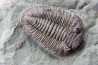 Ormathops cf. clariondi