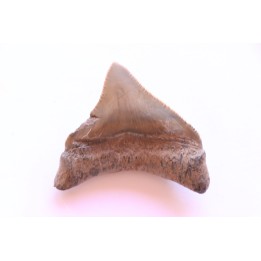 dent de requin: CARCHARODON MEGALODON