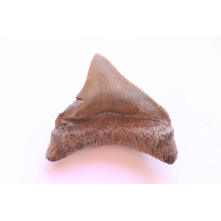 dent de requin: CARCHARODON MEGALODON