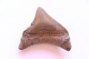 shark teeth: CARCHARODON MEGALODON