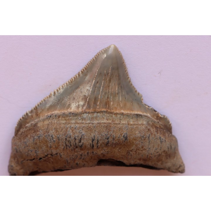 dent de requin: CARCHARODON MEGALODON