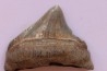 shark teeth: CARCHARODON MEGALODON