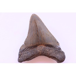 shark teeth: CARCHARODON MEGALODON
