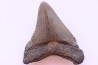 shark teeth: CARCHARODON MEGALODON