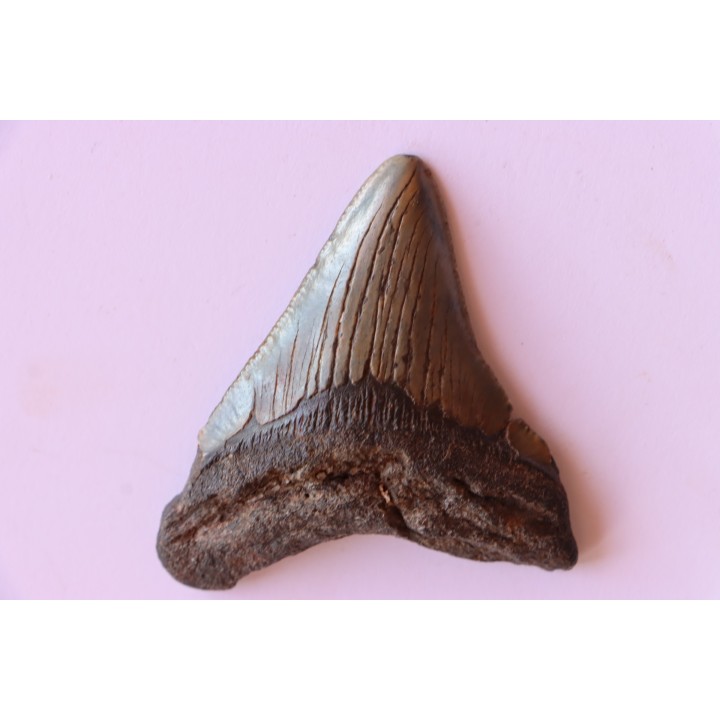 dent de requin: CARCHARODON MEGALODON