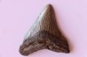 dent de requin: CARCHARODON MEGALODON