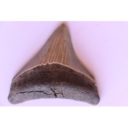 shark teeth: CARCHARODON MEGALODON