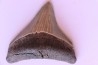 shark teeth: CARCHARODON MEGALODON