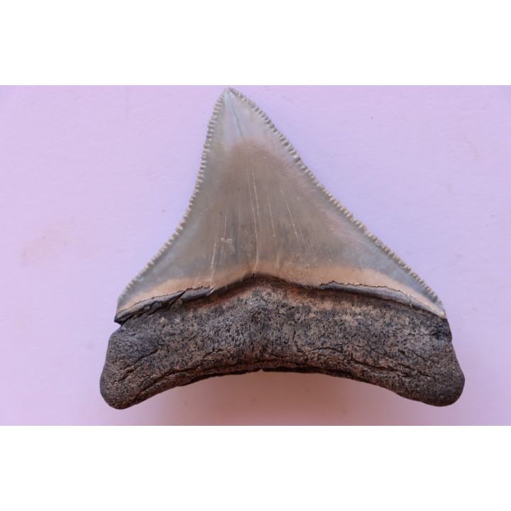 dent de requin: CARCHARODON MEGALODON