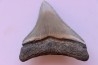dent de requin: CARCHARODON MEGALODON