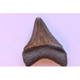 shark teeth: CARCHARODON MEGALODON
