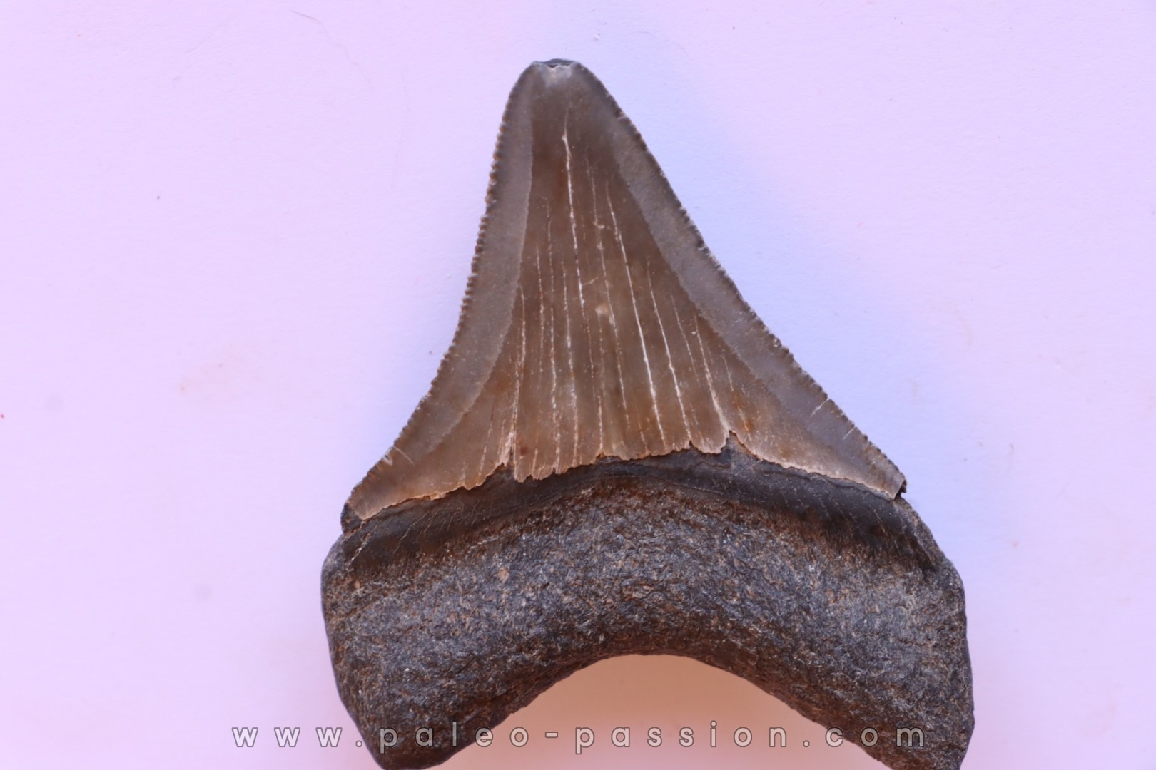 dent de requin: CARCHARODON MEGALODON