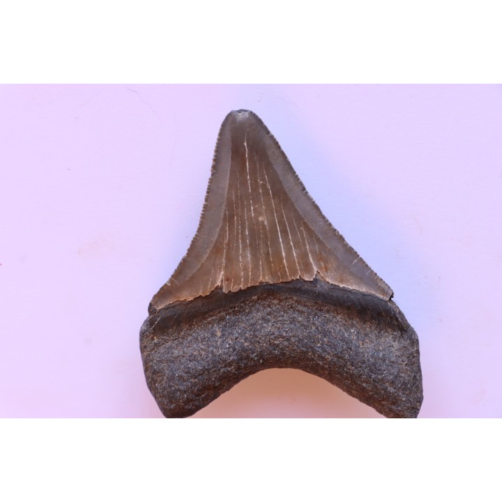 dent de requin: CARCHARODON MEGALODON