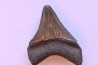 shark teeth: CARCHARODON MEGALODON