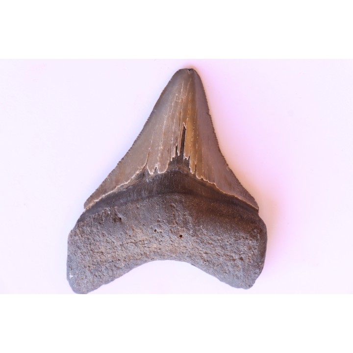 dent de requin: CARCHARODON MEGALODON
