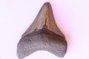 shark teeth: CARCHARODON MEGALODON