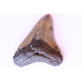 dent de requin: CARCHARODON MEGALODON