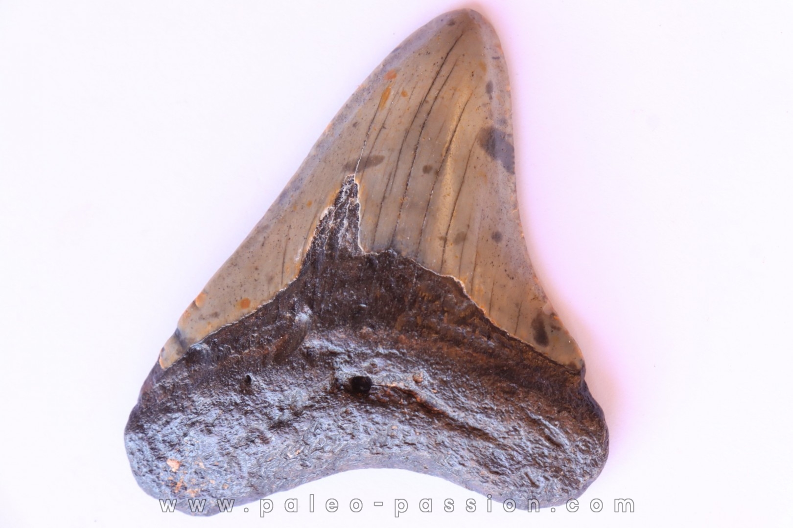 shark teeth: CARCHARODON MEGALODON