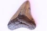 shark teeth: CARCHARODON MEGALODON