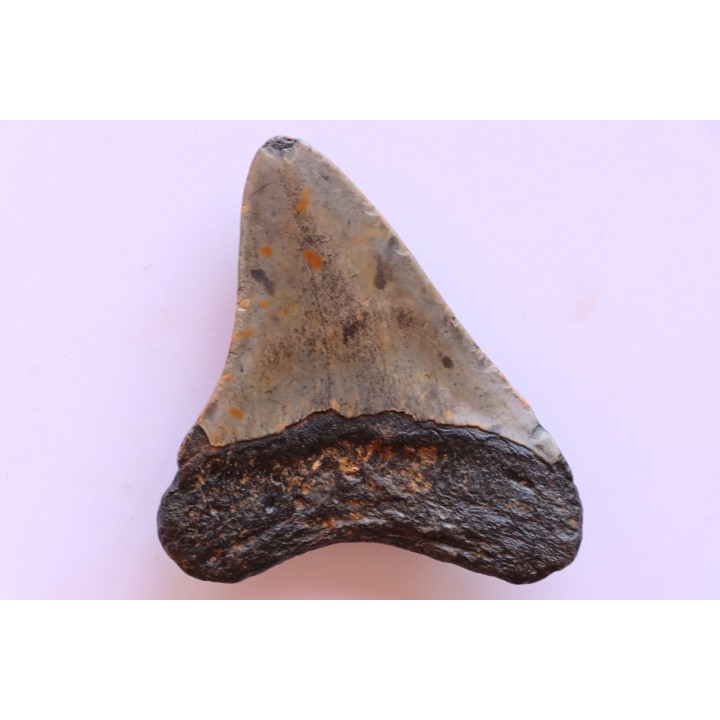 shark teeth: CARCHARODON MEGALODON