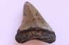 shark teeth: CARCHARODON MEGALODON