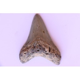 dent de requin: CARCHARODON MEGALODON