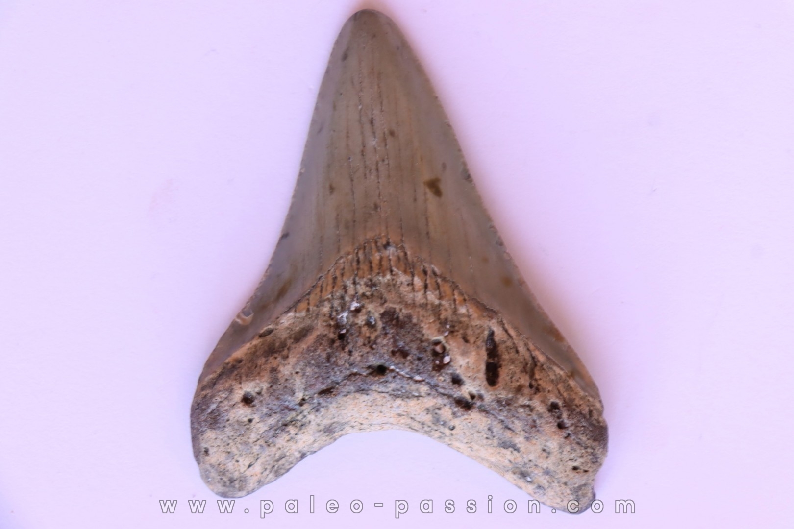 dent de requin: CARCHARODON MEGALODON