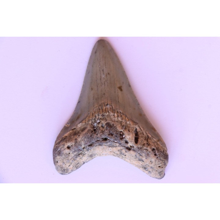 dent de requin: CARCHARODON MEGALODON