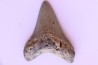 shark teeth: CARCHARODON MEGALODON