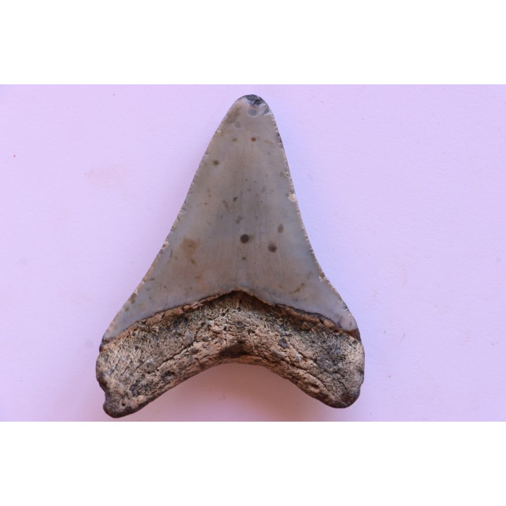 shark teeth: CARCHARODON MEGALODON