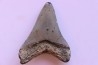 shark teeth: CARCHARODON MEGALODON