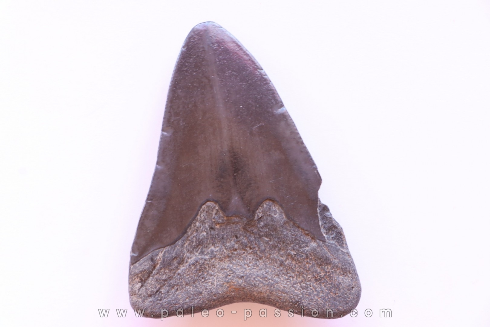 dent de requin: CARCHARODON MEGALODON