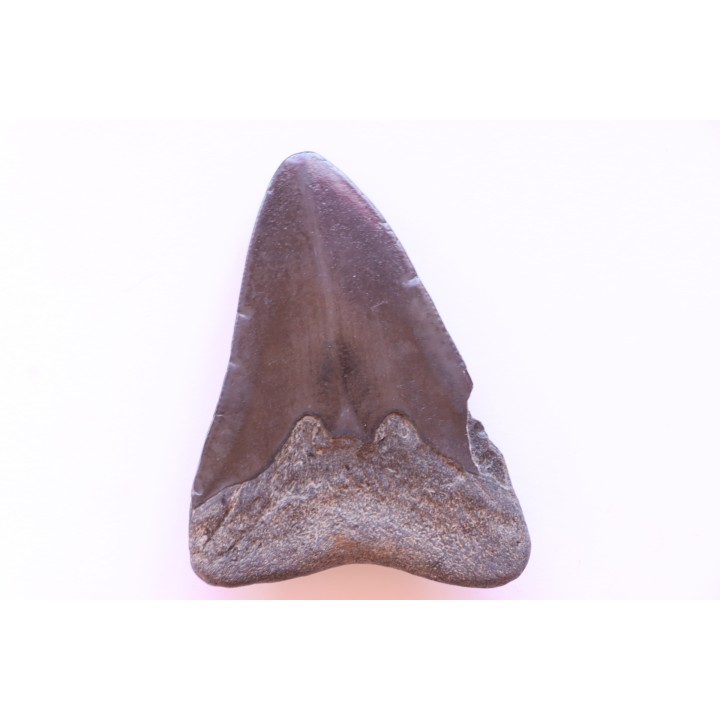 shark teeth: CARCHARODON MEGALODON