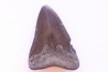dent de requin: CARCHARODON MEGALODON