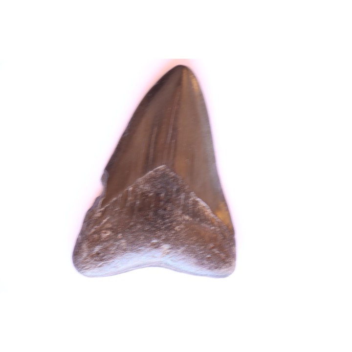 shark teeth: CARCHARODON MEGALODON
