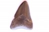 dent de requin: CARCHARODON MEGALODON