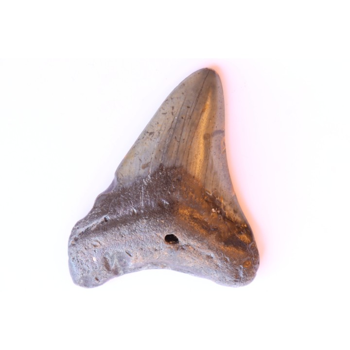 shark teeth: CARCHARODON MEGALODON