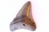 shark teeth: CARCHARODON MEGALODON