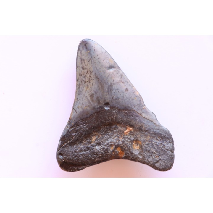 dent de requin: CARCHARODON MEGALODON