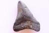 shark teeth: CARCHARODON MEGALODON