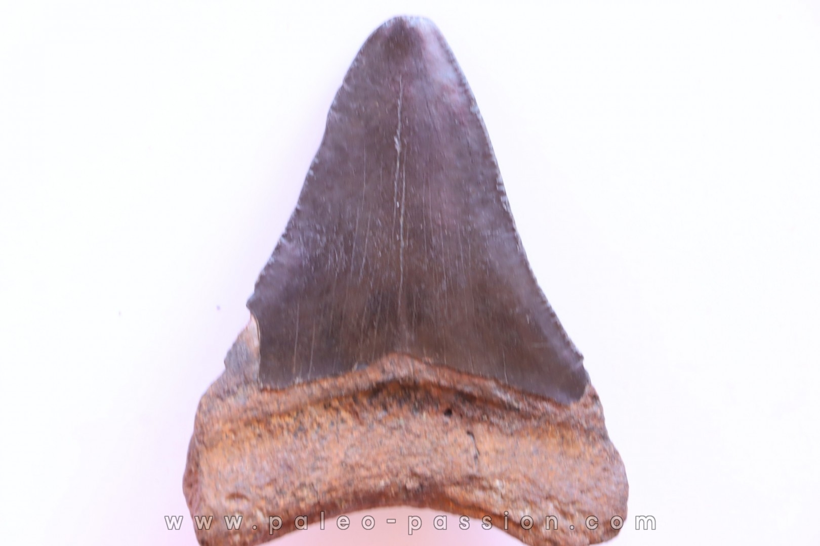 shark teeth: CARCHARODON MEGALODON