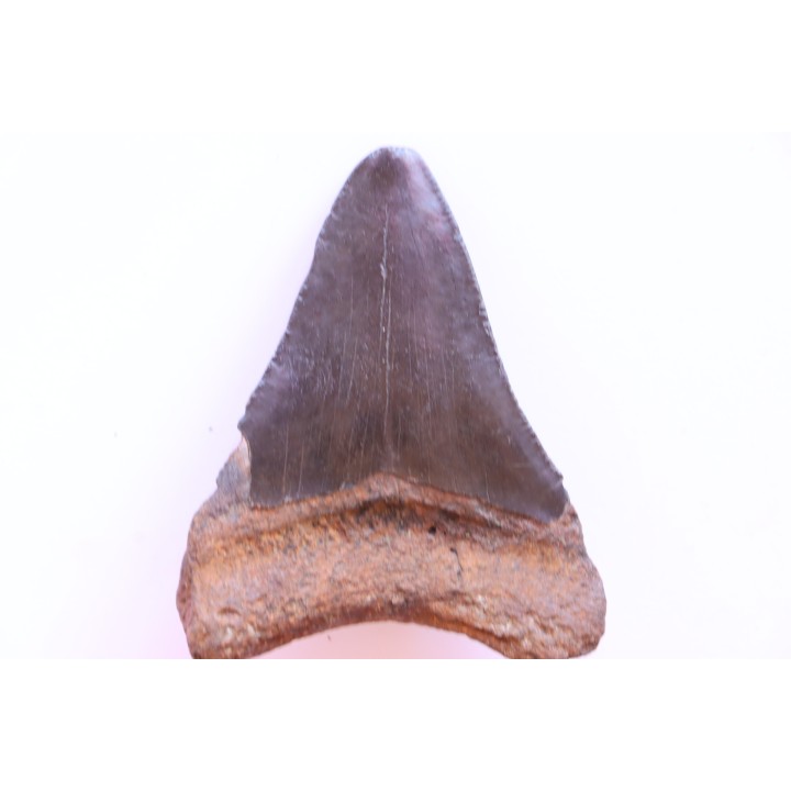 dent de requin: CARCHARODON MEGALODON