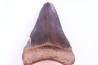 shark teeth: CARCHARODON MEGALODON