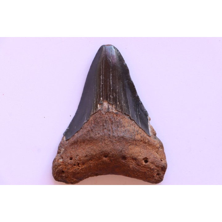 shark teeth: CARCHARODON MEGALODON