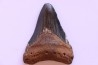 shark teeth: CARCHARODON MEGALODON