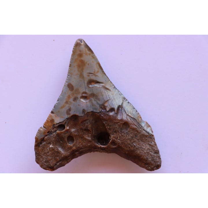 dent de requin: CARCHARODON MEGALODON